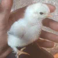 جوجه برهما  و تخم مرغ برهما خروس برهما