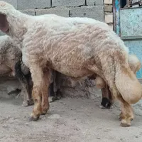 قوچ سنجابی 4سال|حیوانات مزرعه|جوانرود, |دیوار