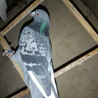 کفتر