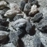 جوجه بلدرچین 25روزه و 45روزه کشتاری