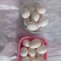 تخم بوقلمون و اردک شمالی