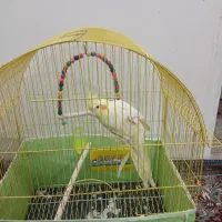 پرنده عروس هلندی