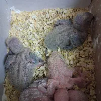 کوتوله برزیلی سرلاکی فول رام‌و دستی