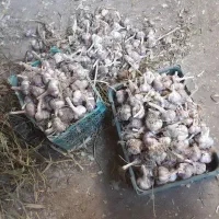 سیر ارگانیک