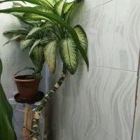 گل و گیاه|گل و گیاه طبیعی|اردکان, |دیوار