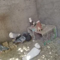 کبوتر