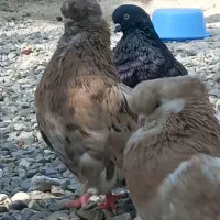 تعدادی کبوتر و قنار
