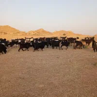 فروش چهل راس بز بختیاری با کهره پاییزه