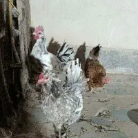 مرغ و خروس