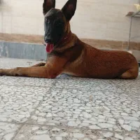 مالینویز