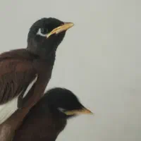پرنده