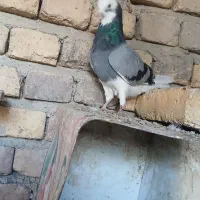 گفتر|پرنده|ساروق, |دیوار