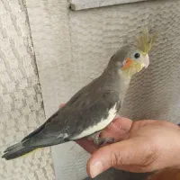عروس هلندی