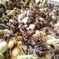 فروش انواع طیور بلدرچین اردک مرغ بوقلمون شترمرغ|حیوانات مزرعه|ورامین, ورامین|دیوار