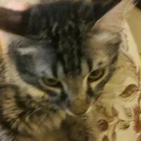بچه گربه نر پنج ماهه