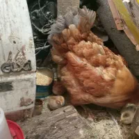 مرغ مادر با ۱۱ تا جوجه ۲ روزه