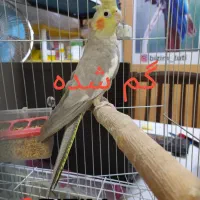 عروس هلندی گم شده