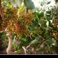 پسته کال خریداریم