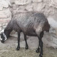 میش(سن بالا) نژاد شال بهمراه بره