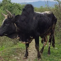 گاو نر محلی (ورزا)