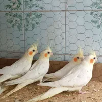 تعداد زیادی عروس هلندی لتیومی
