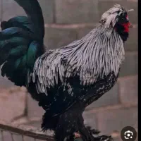 جوجه گلپایگان
