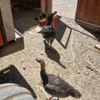 ۳عدد بوقلمون محلی