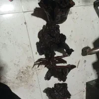 چوب  تنه آبنوس اصلی سیاه