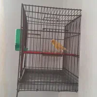 قناری جوجه نر
