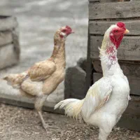 فروش جوجه کوشامو ژاپنی اصیل (کوشامو لاری)
