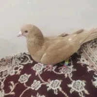 ماده زردکرمانی