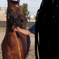 مادیان خالص ۴ ساله
