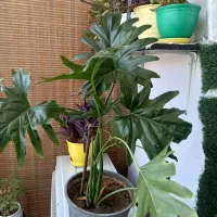 گل برگ انجیری