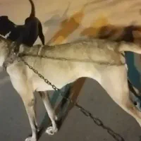 سگ سرابی  ماده   دو سال شش انگشت  کشیده و سایز دار