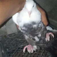 دم سیاه