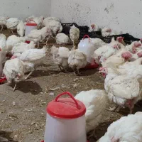 مرغ تخمگذار