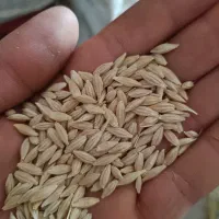 خرید فروش  جو دیم پاییزه