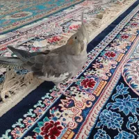 عروس هلندی