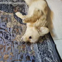 سگ نژاد دار