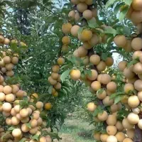 نهال آلو قطر طلا اصلاح شده