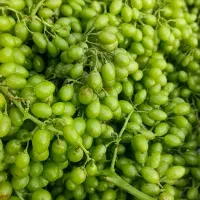 غوره عسگری وآبی درجه یک