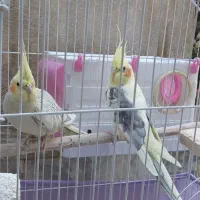 فروش عروس هلندی سخنگو