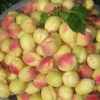 زردآلوی پیوندی محلی