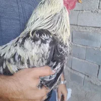 خروس