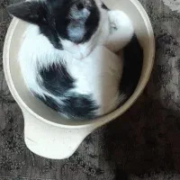وسایل گربه