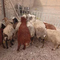 میش وبره