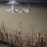 20عدد اردک دورگه پروازی درشت
