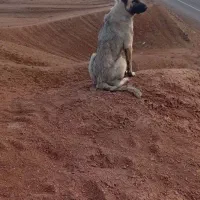 ماده سرابی برای توله کشی