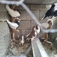 کفتر|پرنده|نیریز, |دیوار