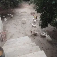 غازدورگه غوغاز
